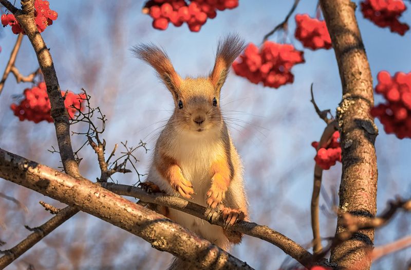 белка, рябина, на рябине..photo preview
