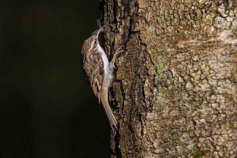 птицы, Подмосковье, Certhia familiaris Муха на завтракphoto preview