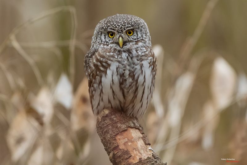 Сычикphoto preview