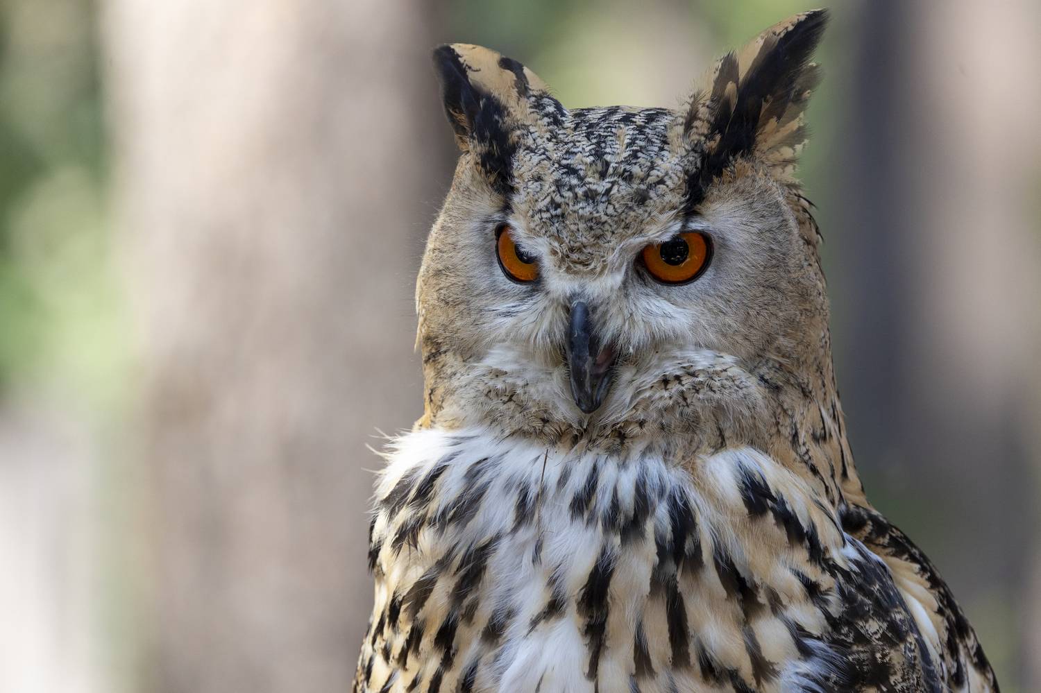 Филин. Автор: Щепанов Дмитрий , Щепанов Дмитрий