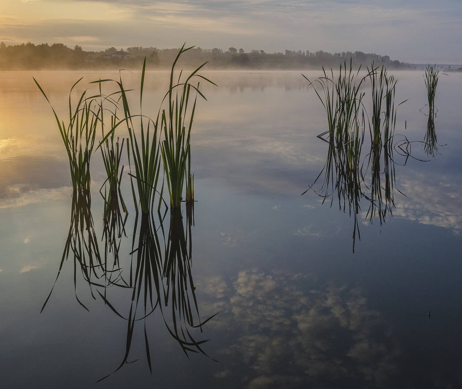 Отражения и ритмы. Автор: Михаил Агеев утро, рогоз, архангельское, Михаил Агеев