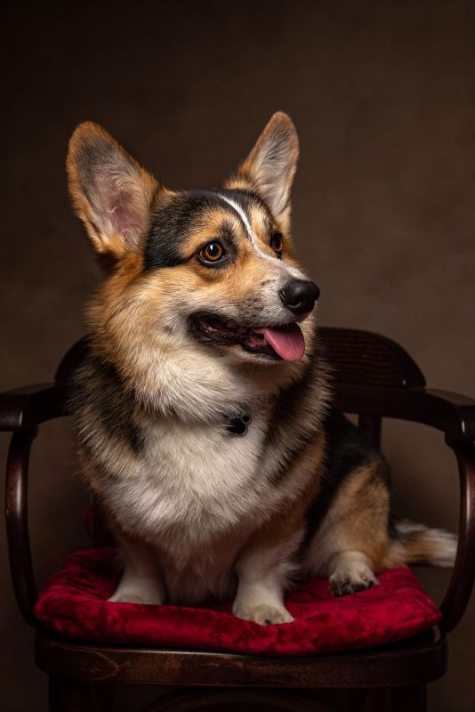 корги, собака, корги пемброк Корги Боняphoto preview