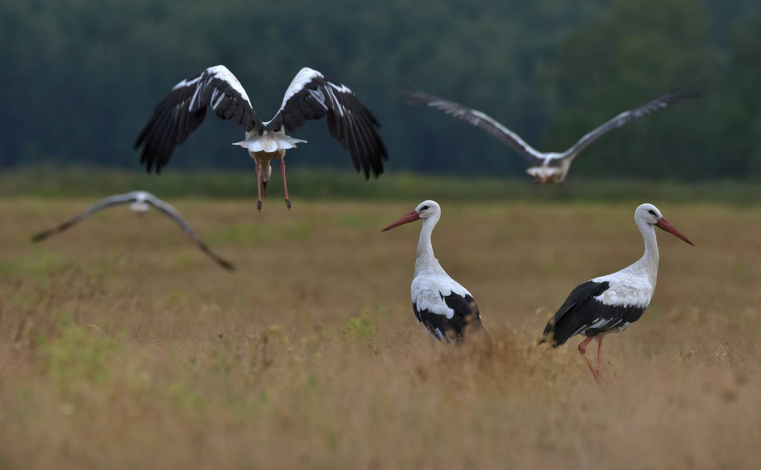 .... Автор: Макеев Алексей , Макеев Алексей