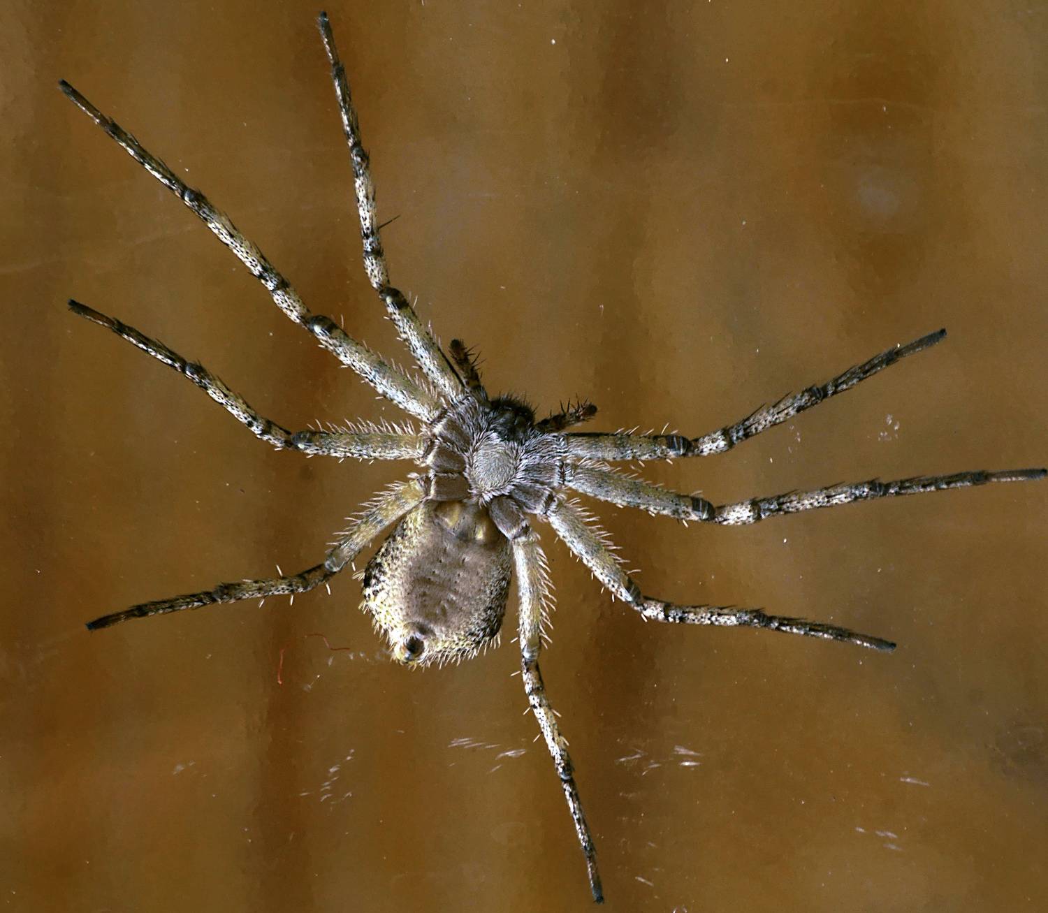 Обнимемся. Автор: sasha yudin паук., sasha yudin