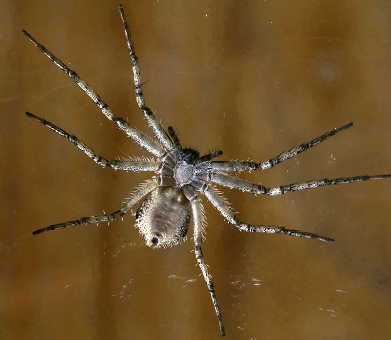 паук. Обнимемсяphoto preview