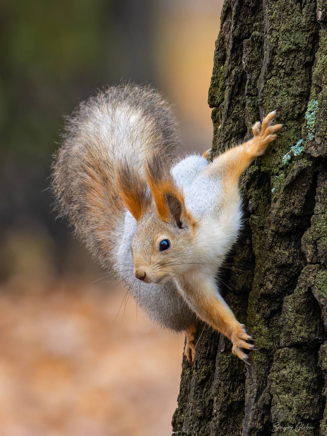 белка, Глебов Сергей