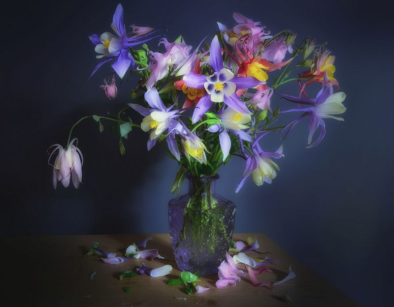 букет,аквилегия,цвет,свет,цветы,лето В лиловых тонахphoto preview