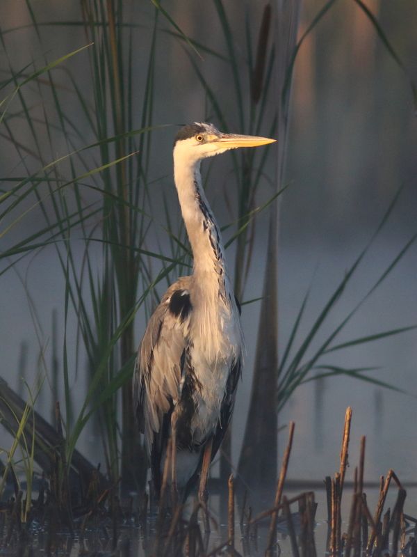 животные, природа, птицы, цапля, анималистика Утро на озереphoto preview