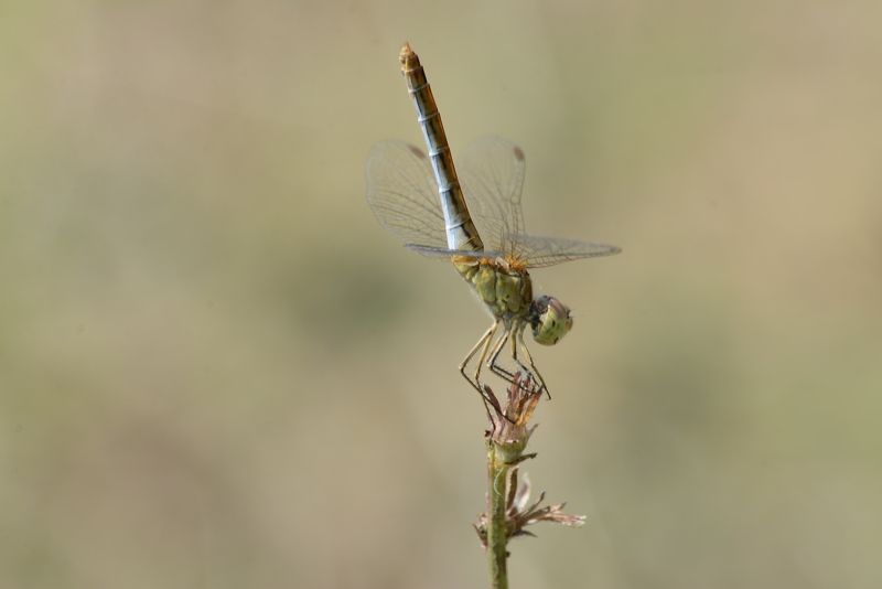 Yusufçukphoto preview