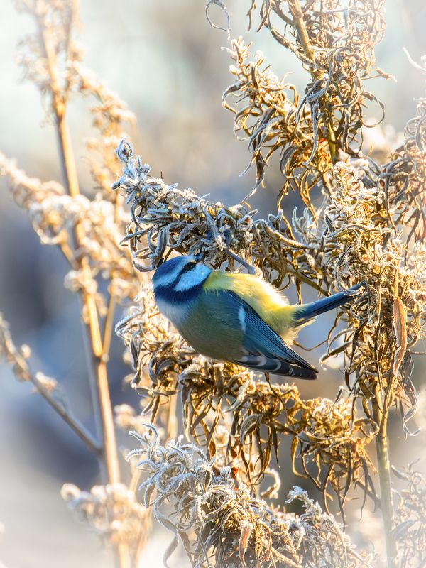 лазоревка, птицы, пернатые Лазоревкаphoto preview