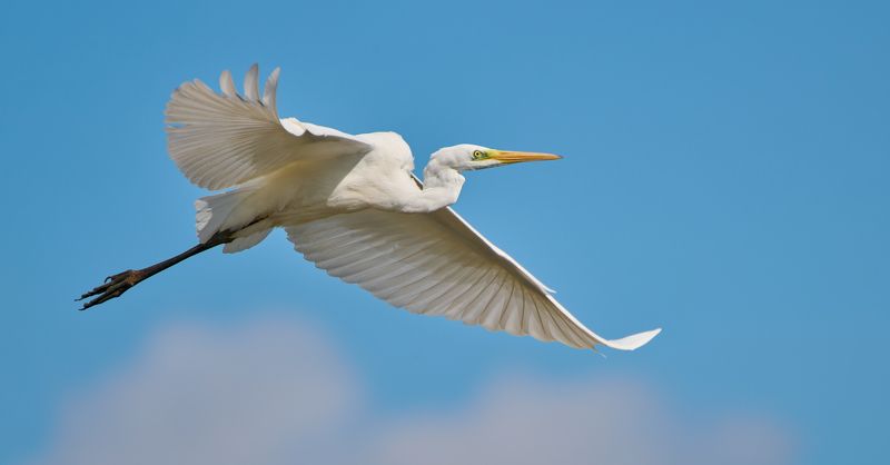 Белая цапляphoto preview