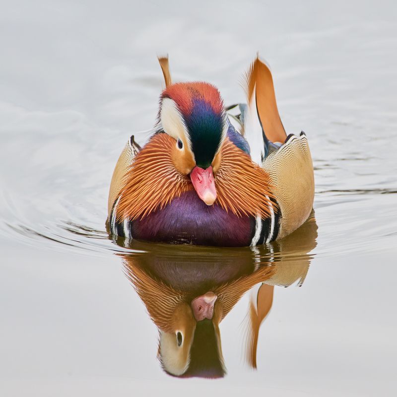 Мандаринкаphoto preview