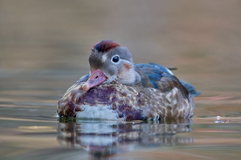 Молодой самец мандаринкиphoto preview