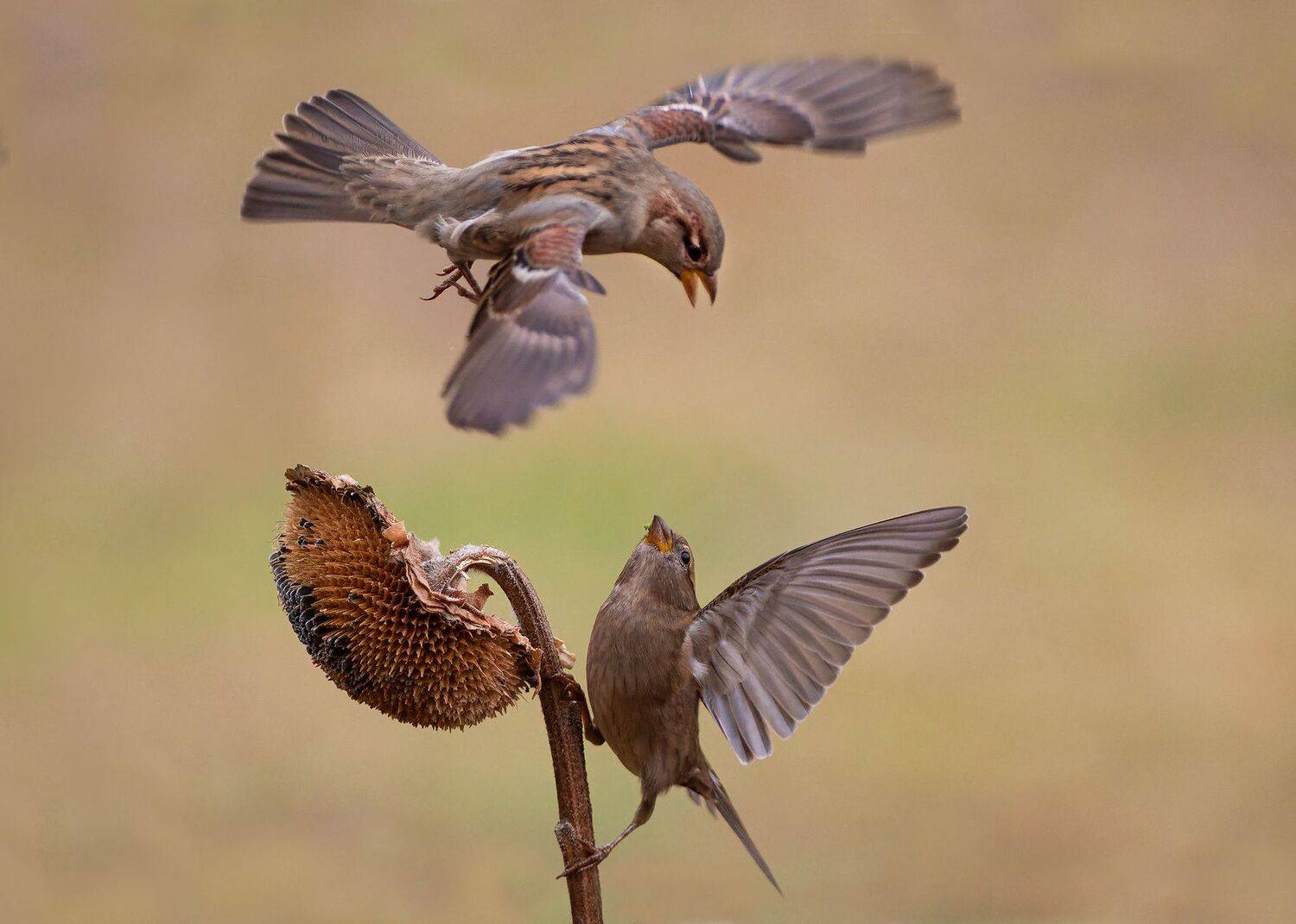 Соревнование. Автор: Евгени Стефанов , Евгени Стефанов