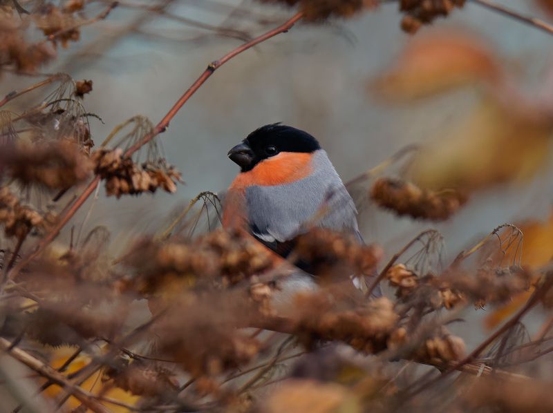 Снегирь, птицы, вьюрковые, природа, фотоохота, bullfinch, birds, birdwatching, nature Снегирь на пузыреплодникеphoto preview