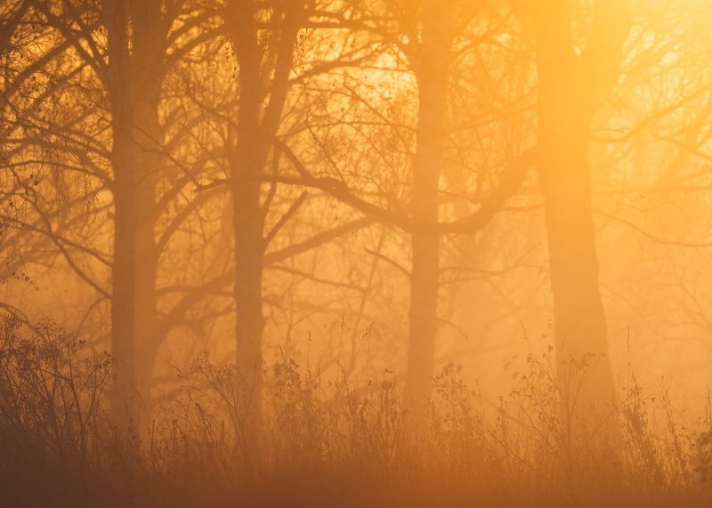 Оранжевое настроение…. Orange mood…photo preview