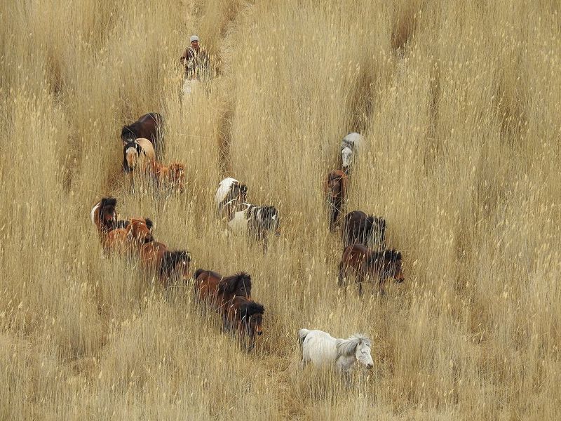 #Mongolia #Khovd Horsemanphoto preview