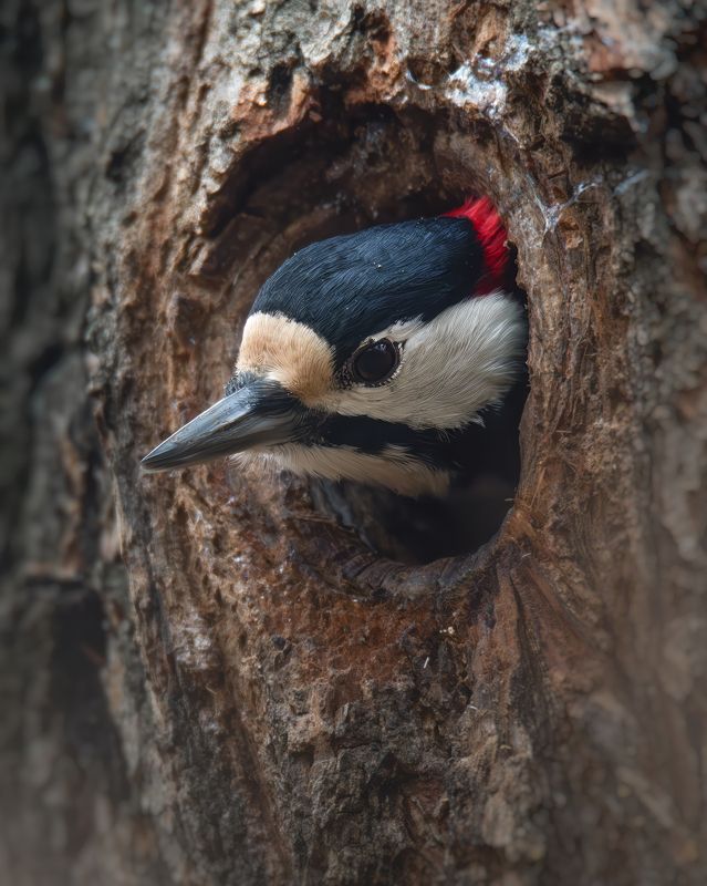 Большой пестрый дятел, Dendrocopos majorphoto preview