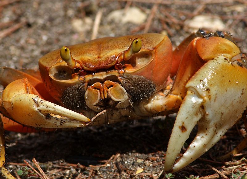 Зубочистка для краба»photo preview