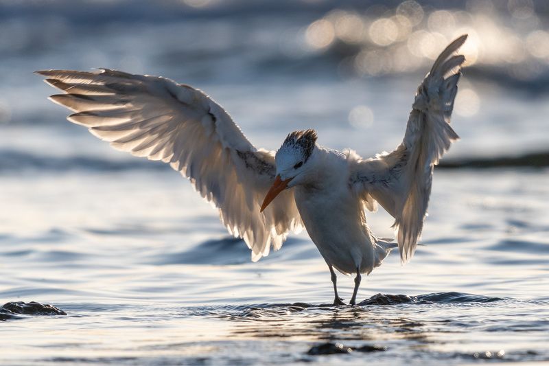 Royal tern 1photo preview