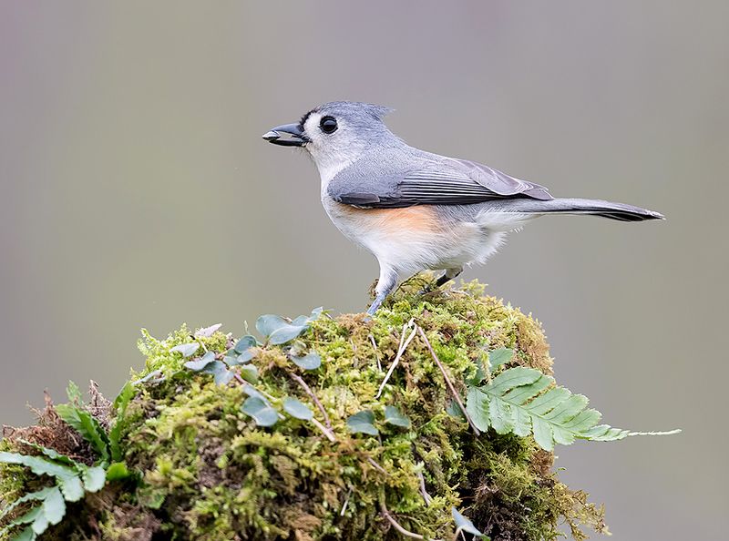 tufted titmouse, острохохлая синица,  синица,  titmouse,  зима Tufted Titmouse -Острохохлая синицаphoto preview