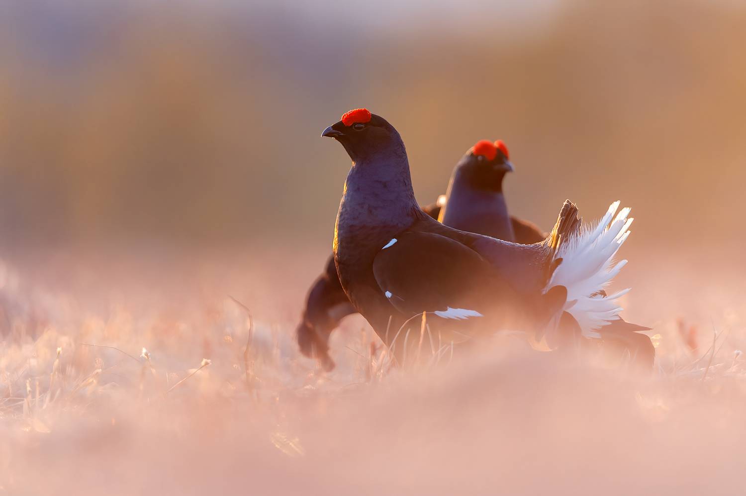 , Калинин Михаил