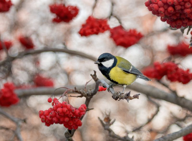птица, синица, рябина, Ко дню синичек.photo preview