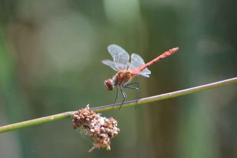 Red drakonphoto preview