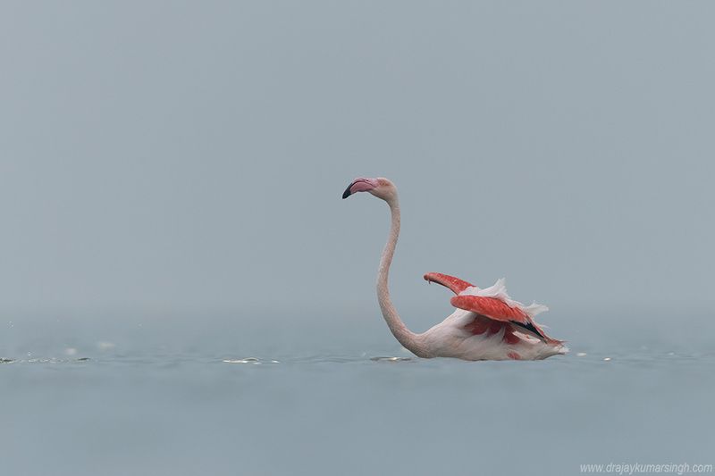 Greater flamingos takeoff Greater flamingosphoto preview