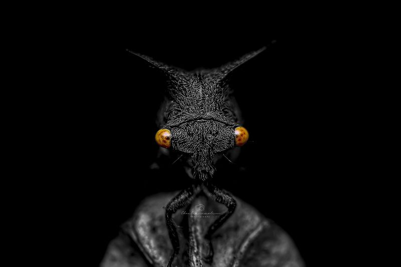 dark, black, treehopper, insect, small, macro, beautiful. nature, eyes, focus Treehopper in the darkphoto preview