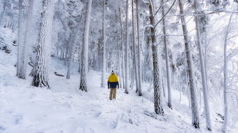 сибирь, хакасия, зима, лес, нарния, siberia, khakassia, winter, forest, narnia Сибирский лес Нарнииphoto preview