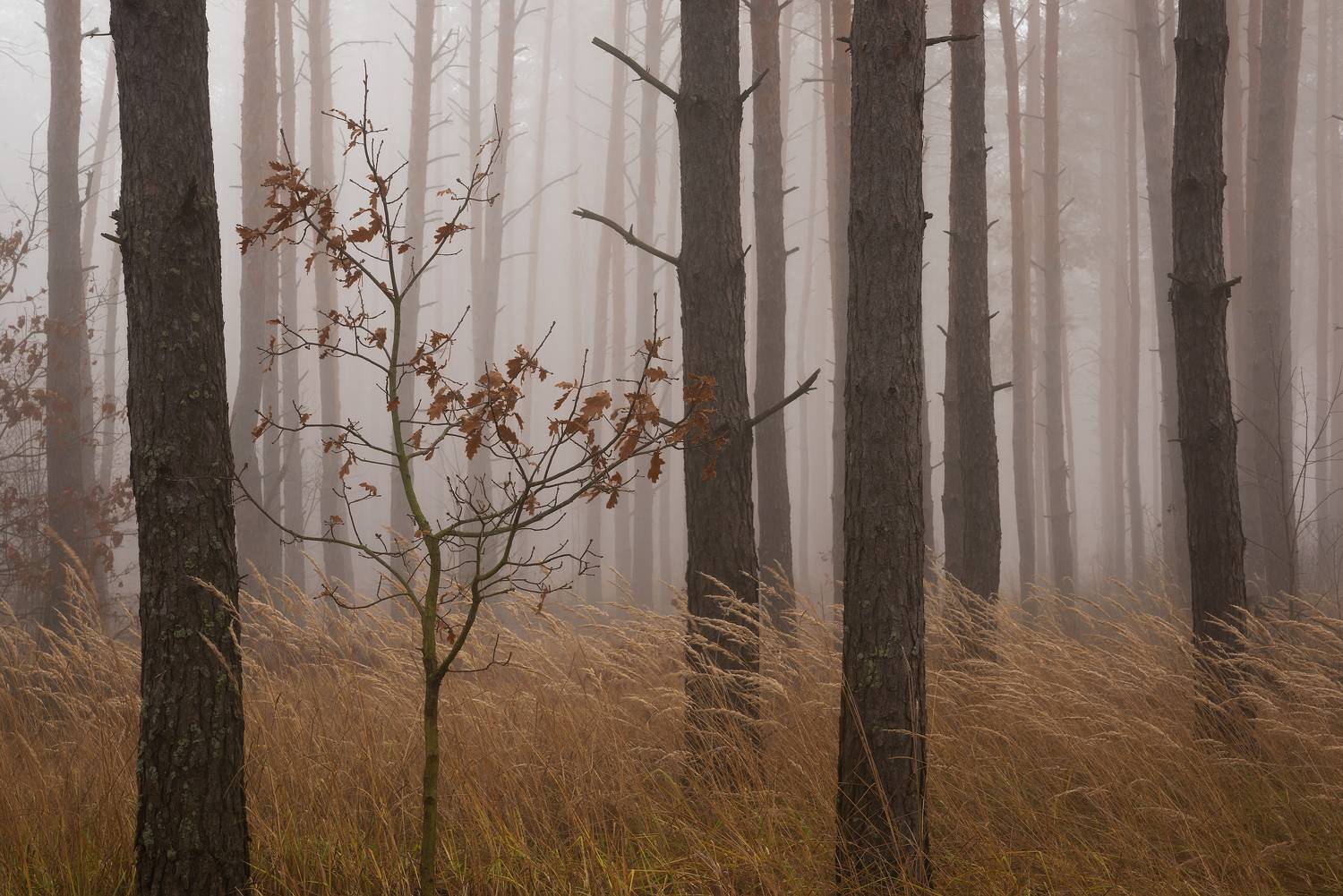 Ноябрьское утро. Автор: Захаров Дмитрий , Захаров Дмитрий