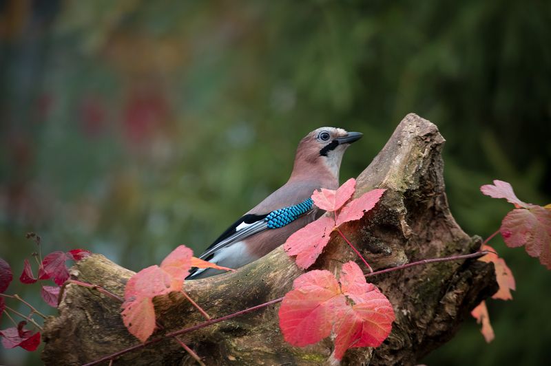 birds, jay, wildlife, птицы, сойка, осень Осенняя сойкаphoto preview