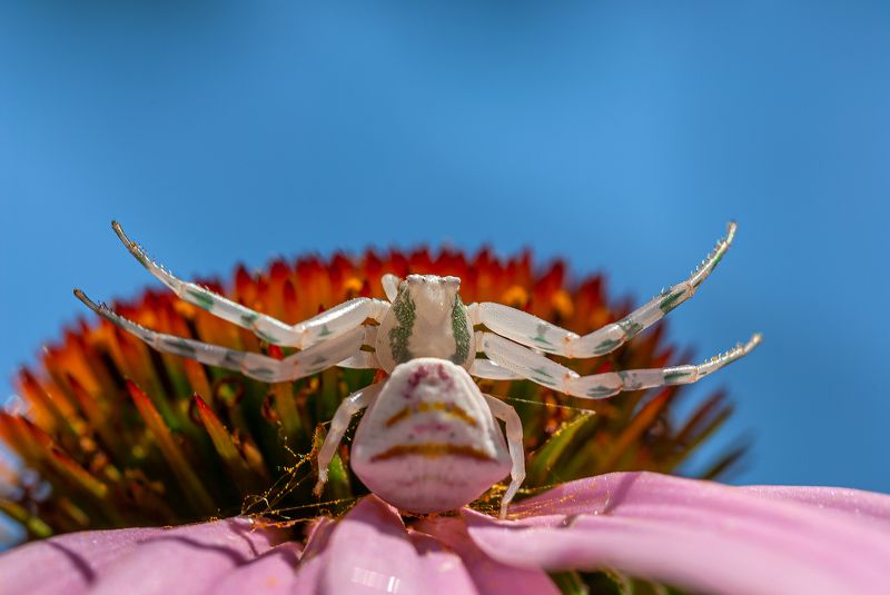 Ловец :)))photo preview