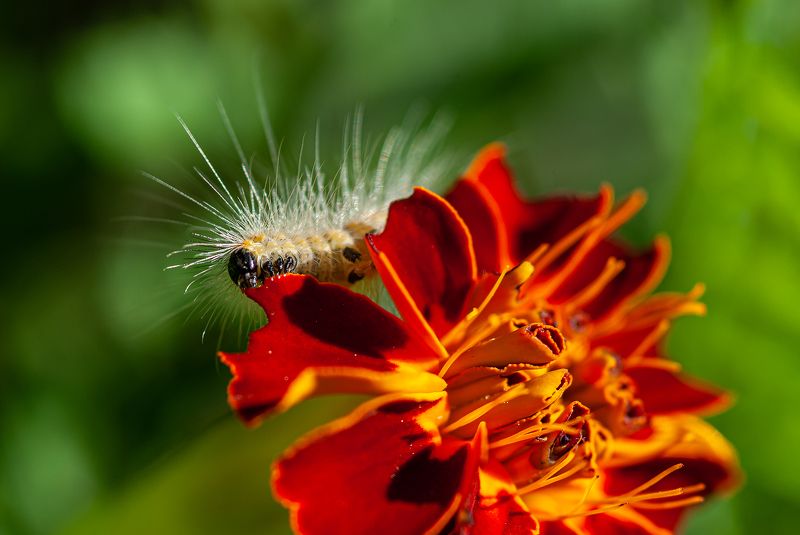 Обжора :)))photo preview