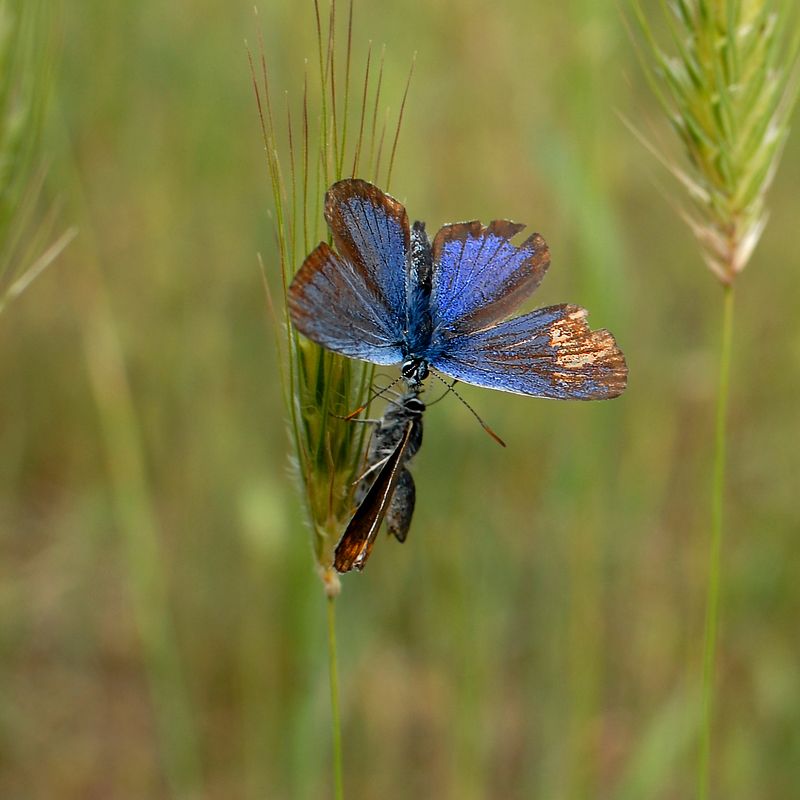 Вот и встретились два одиночества :))))photo preview