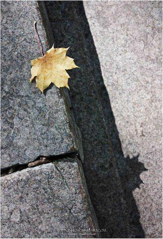 осень, кленовый лист, октябрь, свет, тень, камни Тень фото превью