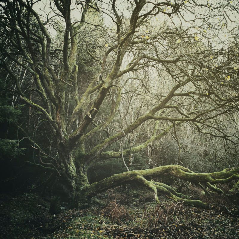 the treephoto preview