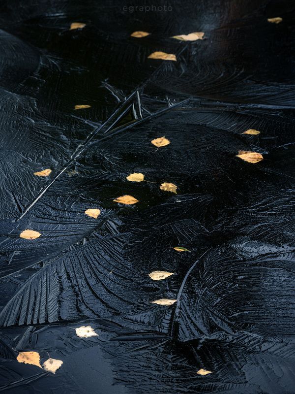 ленинградская область, выборгский район, карельский перешеек, россия Первый лёд, последние листьяphoto preview