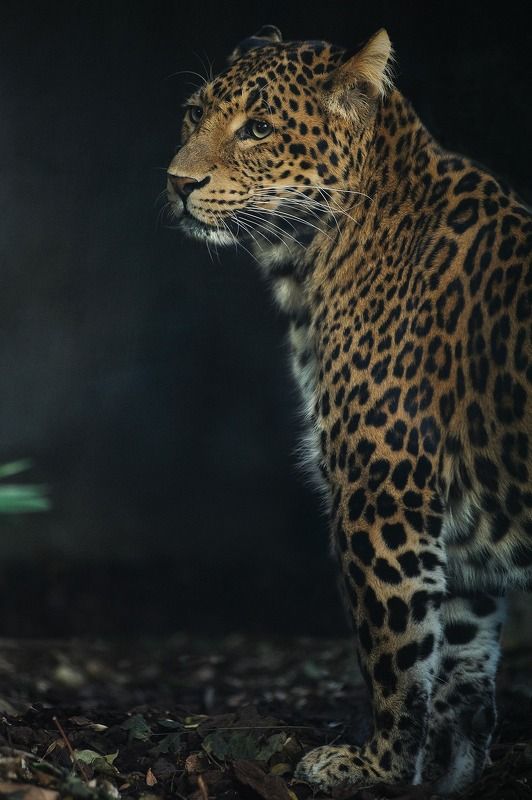 Panthere de Chinephoto preview