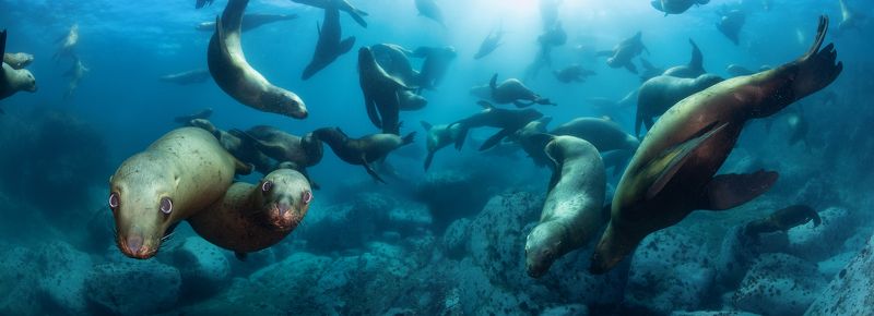 В окружении львовphoto preview