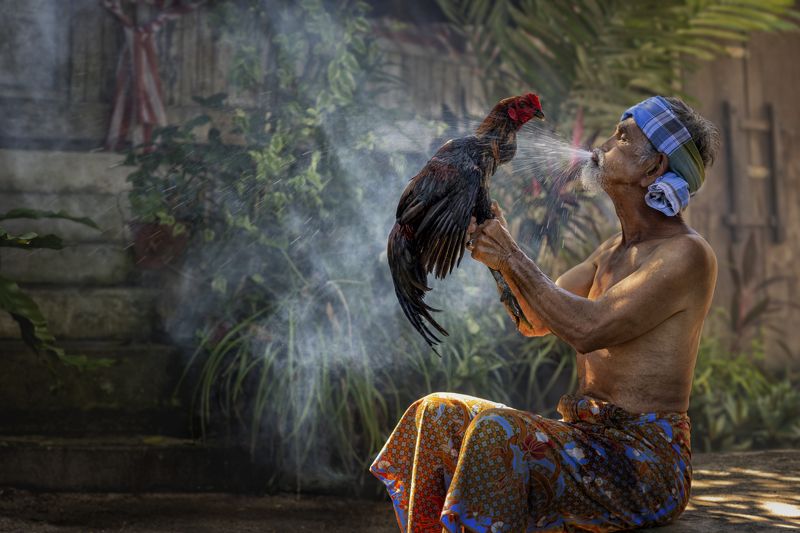 human interest, daily life, elderly man, rooster, relationship Ageless Bond: Elderly Man and His Beloved Roosterphoto preview