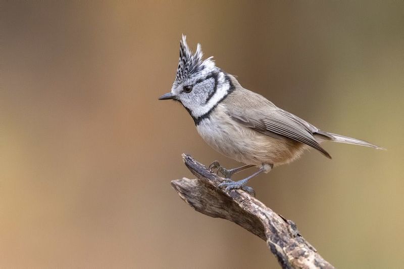 птицы, Подмосковье, Lophophanes cristatus ***photo preview