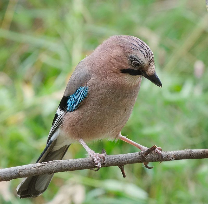 сойка ***photo preview