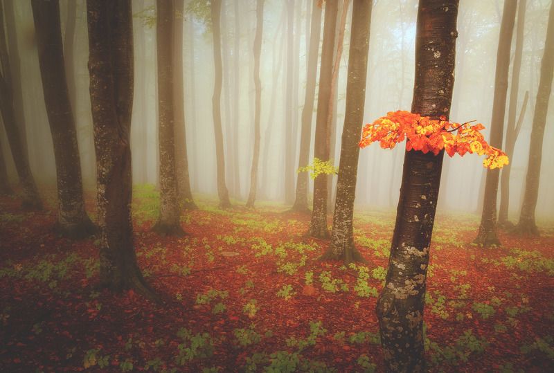 Autumn, Colors, Forest, Mist path through fallphoto preview