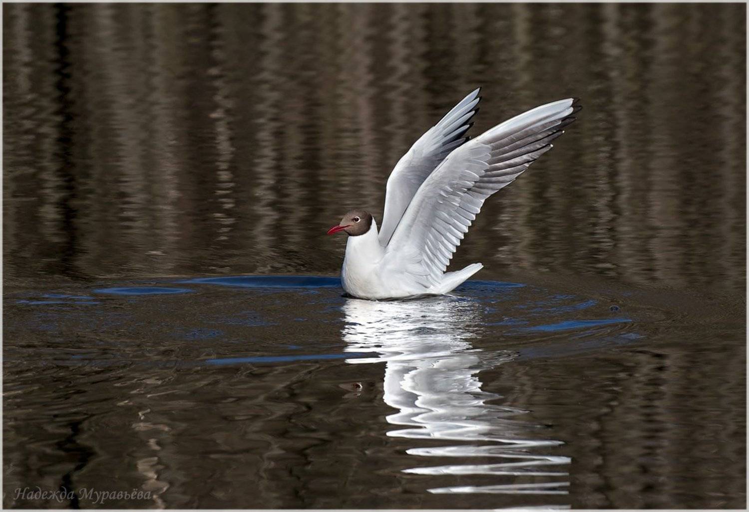 Larus, Ridibundus, Озёрная, Чайка, Надежда Муравьёва