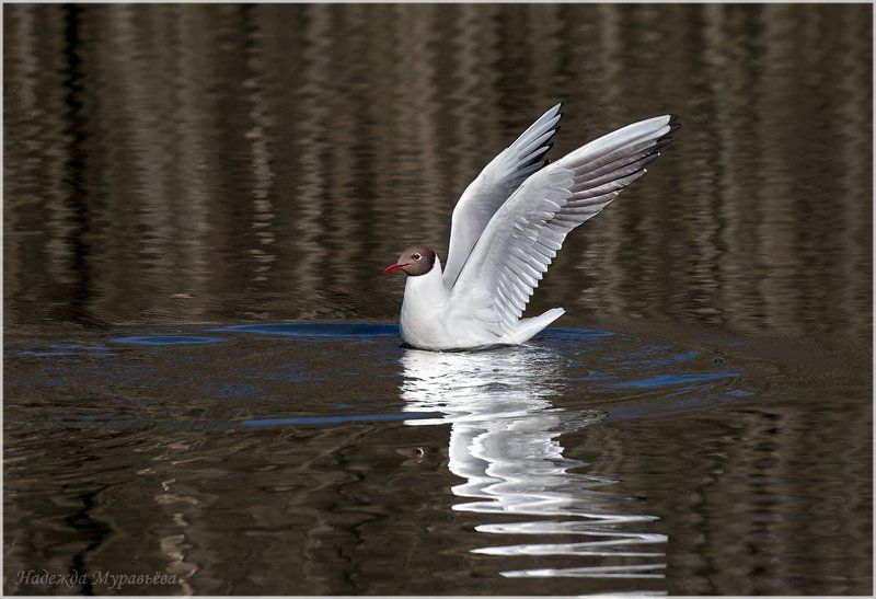 Larus, Ridibundus, Озёрная, Чайка Про белоеphoto preview