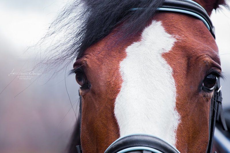 Взгляд, Глаза, Лошадь Взглядphoto preview