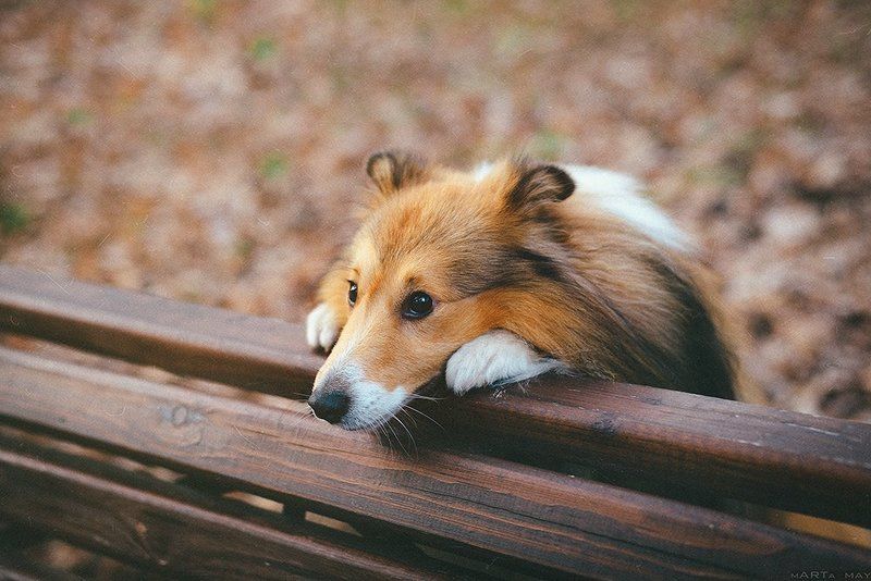 sheltie, dog, cute *****photo preview