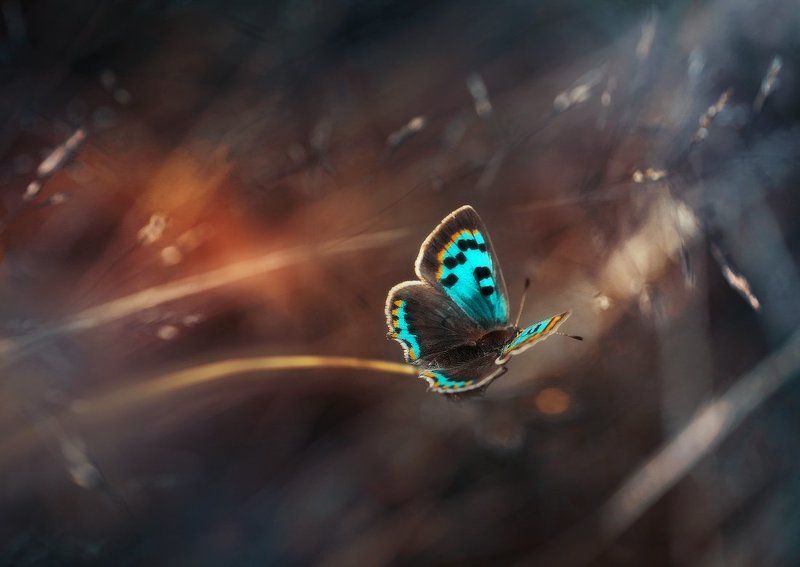 И снова бабочкиphoto preview